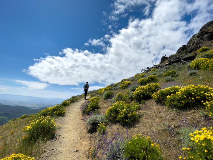 花の咲く山道を一人で歩く旅行者